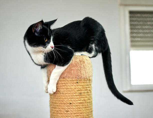 istock A closeup shot black and white cat balancing on a pole covered with rope 1300164542