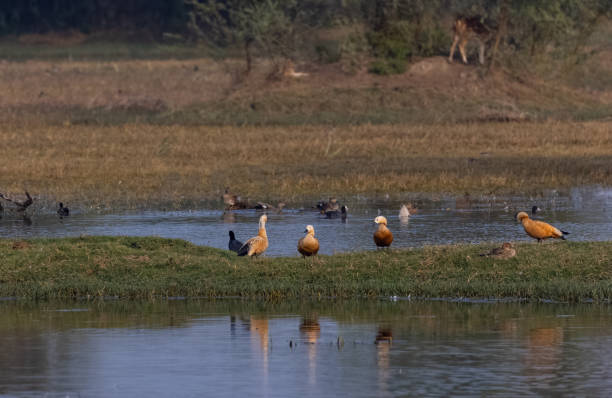 istock Ruddy Shelduck in water body 1300164556