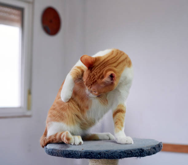 istock A white and ginger cat sitting on the cat stand and licking itself 1300164591