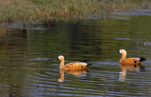 istock Ruddy Shelduck in water body 1300164725