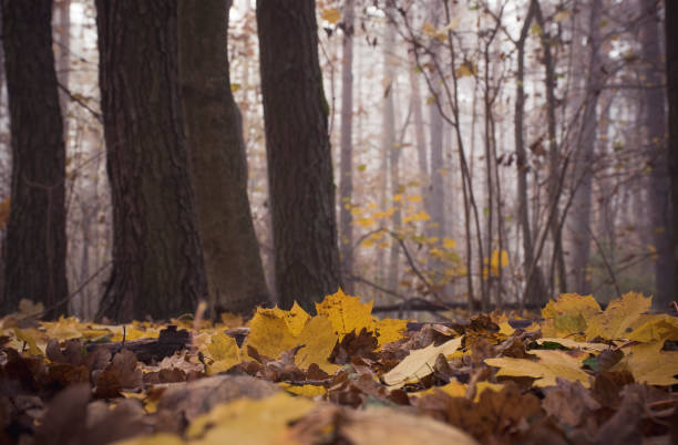 istock Withered leaves covering the soil 1300165977