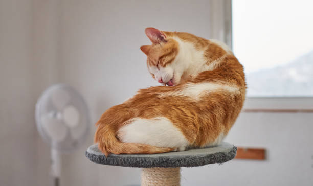 istock A fluffy cat sitting on the cat tree and grooming itself 1300166086