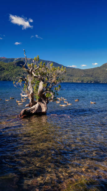 Landscape of Lacar lake at sunset Landscape of Lacar lake at sunset an almost dry gray tree inside the water with a few geese floating around. In the backgound a few mountains. Taken from Quila Quina beach under a blue sky with a few white clouds. San Martin de los Andes, Patagonia, Neuquen, Argentina lácar lake photos stock pictures, royalty-free photos & images