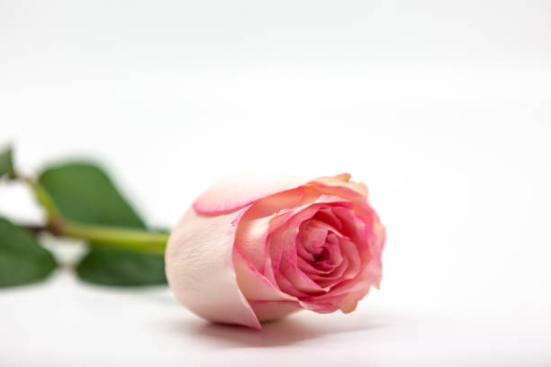 istock A Pink Rose Isolated Against a White Background 1300166505
