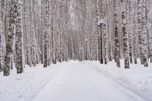 Winter in Siberia. The birch alley of the city park is covered with snow. Beautiful view of the snow-covered alley in the city park.