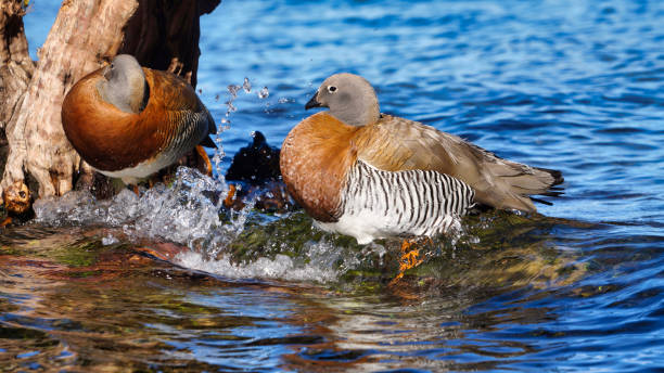 ashy-headed Goose Close view of a ashy-headed Goose (Chloephaga poliocephala) standing in the shore of  lake Lacar at sunset. Taken from Quila QUina beach in San Martin de los Andes, Neuquen, patagonia, Argentina on a warm summer afternoon lácar lake photos stock pictures, royalty-free photos & images