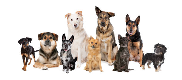 nur mutts - dog group of animals variation in a row stock-fotos und bilder