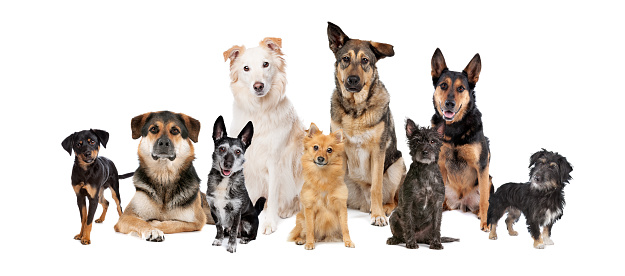 group of nine mixed breed dogs in front of a white background.only mutts