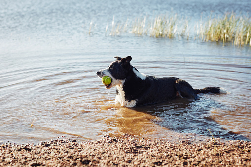 Shot of an adorable dog holding a ball in his mouth while out in the lake