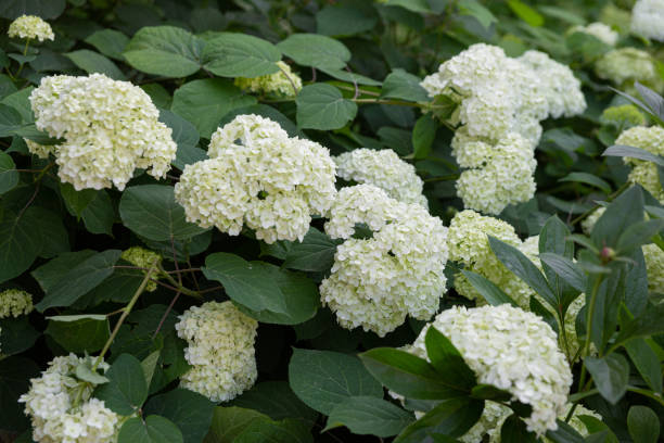 istock White hydrangea flowers close-up on green background. 1300168922