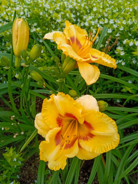 istock A Beautiful Blooming Daylilies Flower 1300169048