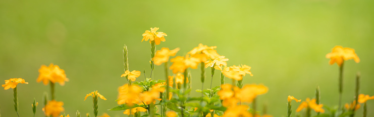 Closeup of yellow flower on blurred green background under sunlight with copy space using as background natural flora landscape, ecology cover page concept.