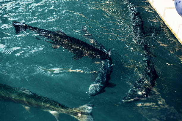 istock Rainbow Karelian trout in the water top view. 1300169309