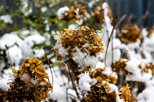 Hydrangea blossoms in winter