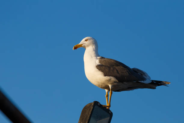 close-up de uma gaivota de pernas amarelas, larus michahellis - michahellis - fotografias e filmes do acervo