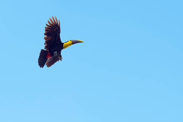 istock Chestnut Mandibled Toucan, Mindo, Ecuador 1300170245