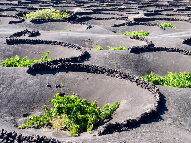 cultivation of vineyards on the ground - mor imagens e fotografias de stock