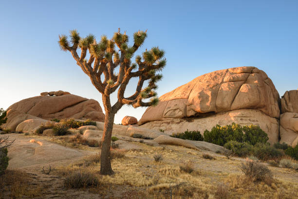 istock Joshua Tree National Park, Mojave Desert, California 1300171600