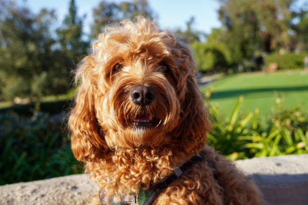 istock Cavapoo dog at the park, mixed -breed of Cavalier King Charles Spaniel and Poodle 1300171611