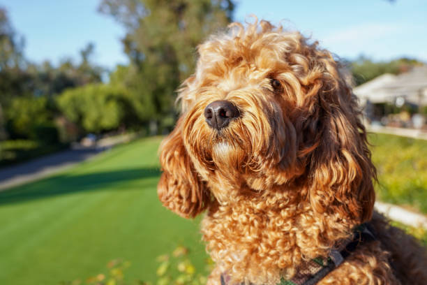 istock Cavapoo dog at the park, mixed -breed of Cavalier King Charles Spaniel and Poodle 1300171693