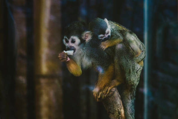 Two monkeys sit closely on a metal platform within a leafy enclosure. Their relaxed posture and proximity capture a moment of companionship in a tranquil wildlife sanctuary.
