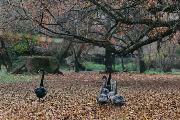 November 11,2020 - Warsaw, Poland: black swan family with younglings walking in group. Little birds following their mother. Amazing scene.