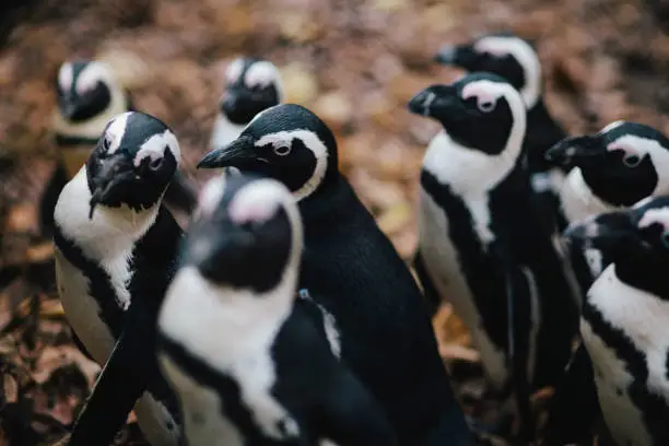 Photo of African Penguin group, crowd- close up selective focus image of several penguins standing, looking to one direction - three quarters length.