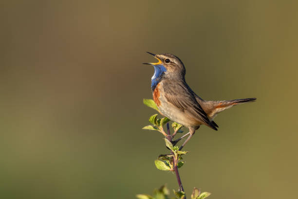 Photo of Singing male bluethroat