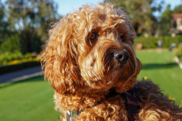istock Cavapoo dog at the park, mixed -breed of Cavalier King Charles Spaniel and Poodle 1300171875