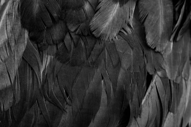 istock macro photo of black hen feathers. violet background 1300172194