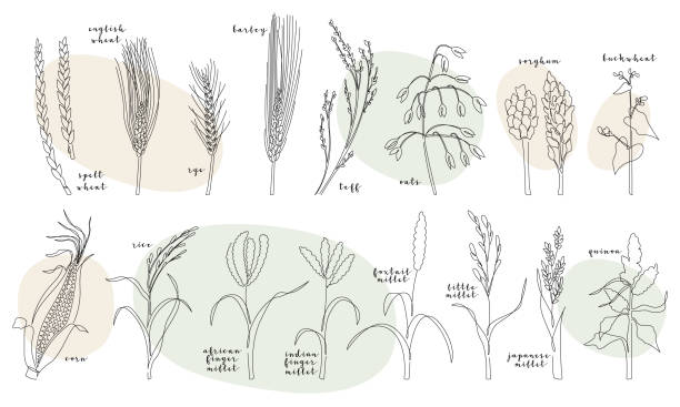 illustrazioni stock, clip art, cartoni animati e icone di tendenza di coltivazioni a grani a linea continua (grano, segale, orzo, avena, teff, mais, miglio, riso, quinoa, grano saraceno, sorgo). linea vettoriale art. perfetto per logo, design del packaging, icona - oat farm grass barley