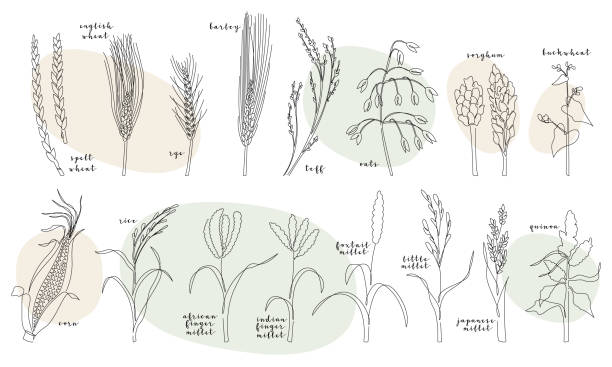 Continuous line grain crops (wheat, rye, barley, oats, teff, corn, millet, rice, quinoa, buckwheat, sorghum). Vector line art. Perfect for logo, packaging design, icon Continuous line grain crops (wheat, rye, barley, oats, teff, corn, millet, rice, quinoa, buckwheat, sorghum). Vector line art, isolated on white. Perfect for logo, packaging design, icon buckwheat stock illustrations
