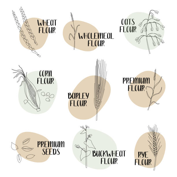 ilustrações, clipart, desenhos animados e ícones de farinha de logotipo. diferentes variedades de farinha: trigo, centeio, cevada, aveia, milho, trigo sarraceno. culturas contínuas de grãos de linha. arte da linha vetorial. perfeito para logotipo, design de embalagem, ícone - oat farm grass barley