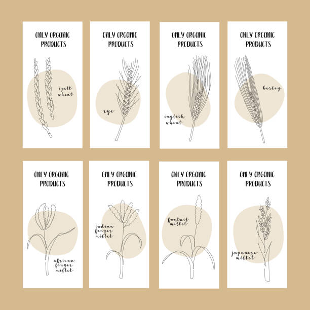 곡물 작물과 전단지세트 : 밀, 호밀, 보리, 귀리, 테프, 옥수수, 기장, 사탕수수. 벡터 연속 선 아트. 로고, 패키징 디자인, 아이콘, 명함, 식품 배너에 적합 - barley grass wheat isolated stock illustrations