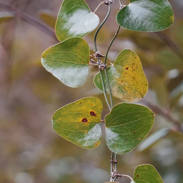 istock green leaves in the nature, green background 1300173848
