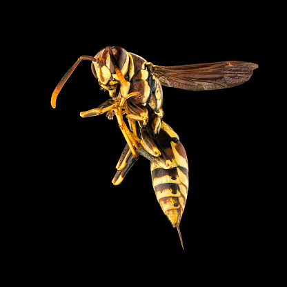 Wasp on a black background