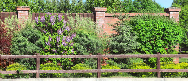 istock Fence and decorative border with Cornus alba, thuja and Lilac bushes 1300174861