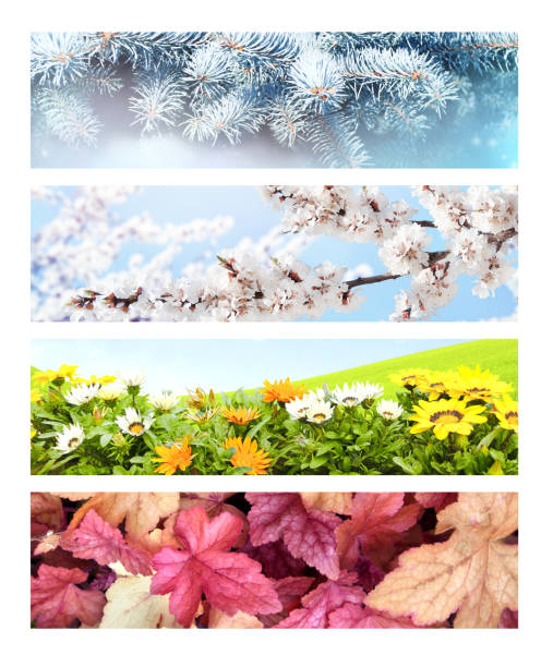 istock Four seasons of year 1300174937