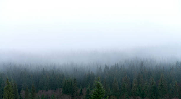 istock Coniferous forest on a mountain slope in the fog. 1300175299