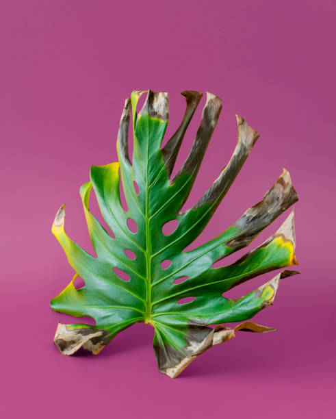istock Dried monstera leaf on purple background. 1300175327