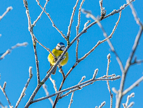 Blue Tit bird stting on a winter branch,