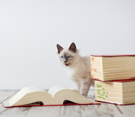 a curious pedigree cat between thick books with text space