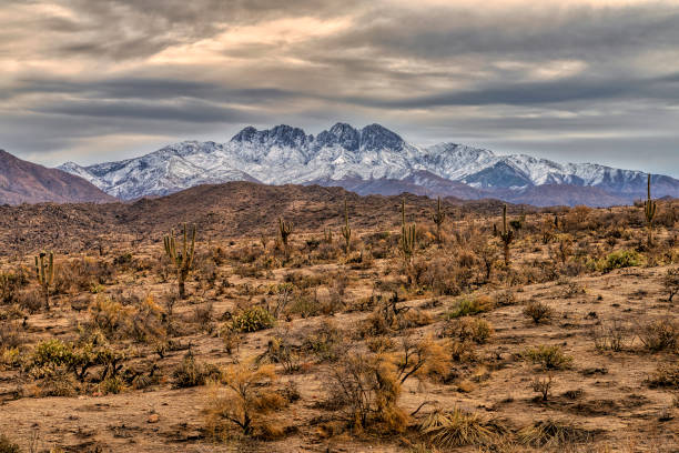 화재 흉터와 봉우리 - hiking sonoran desert arizona desert 뉴스 사진 이미지