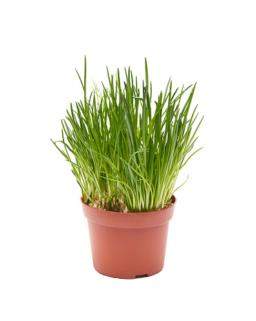 Fresh Chives in a pot on a white background