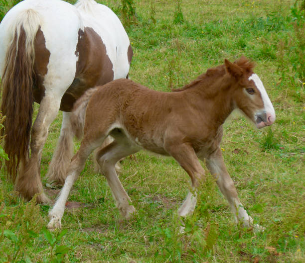 istock Horses in a Pasture 1300180510