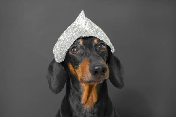 Dachshund dog with tin foil cap poses for camera on grey Adorable funny black dachshund dog with long ears wearing tin foil cap poses for camera on grey background extreme closeup tin foil hat stock pictures, royalty-free photos & images