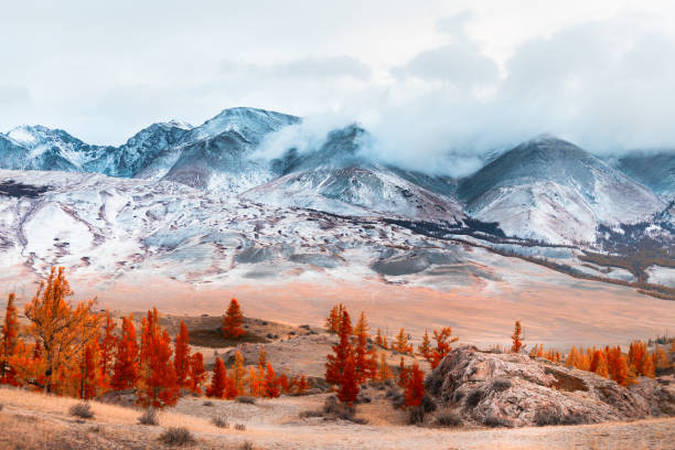 Snow-covered mountains with clouds and yellow trees. Snow-covered mountains with clouds and yellow trees. Autumn landscape of Kurai steppe in Altai, Siberia, Russia. altai republic photos stock pictures, royalty-free photos & images