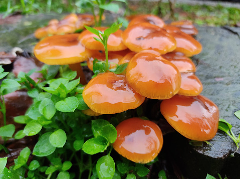 Closeup of orange wet mushrooms on a log of wood with green leaves around, autumn season in a rainy day, bright colors and light