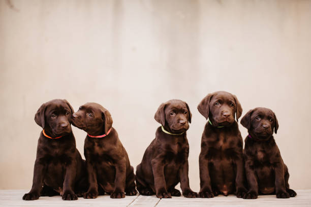 istock Five beautiful brown labrador puppies 1300181918