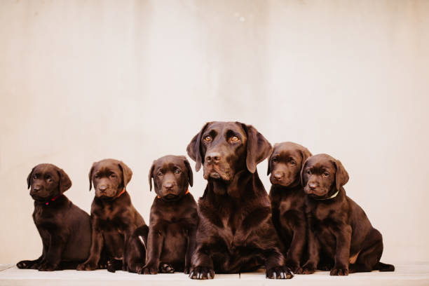 Mother labrador dog with her five brown labrador puppies stock photo